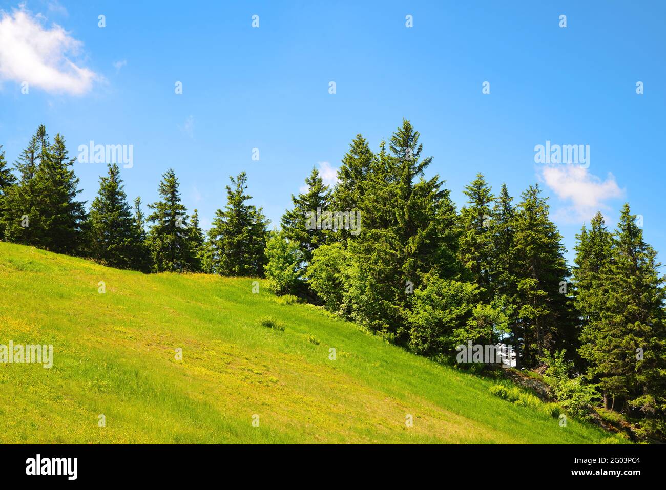 Prairie sur le mont Grosser Arber, parc national Bayerische Wald, Allemagne. Paysage de printemps. Banque D'Images