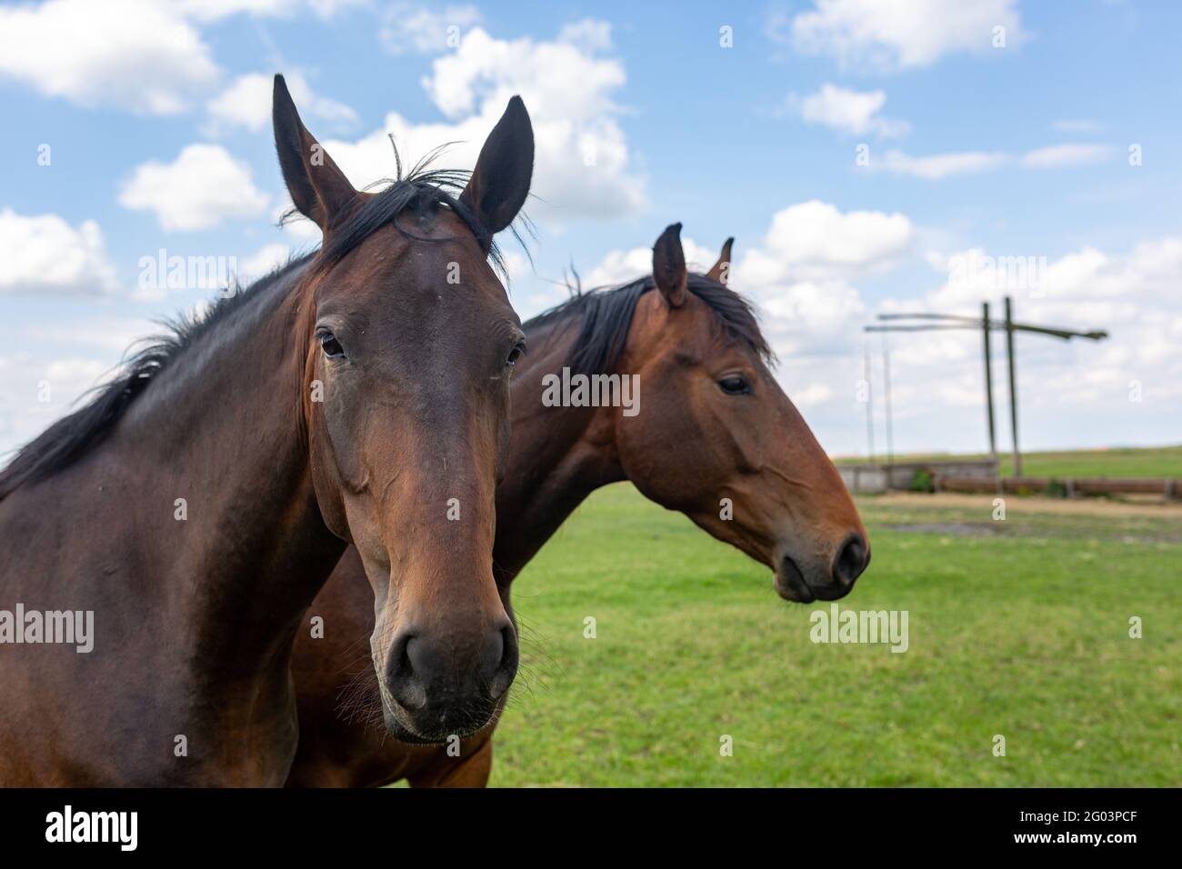 Des moments de la vie quotidienne du célèbre Noius Stud à Hortobagy, dans la campagne de l'est de la Hongrie Banque D'Images