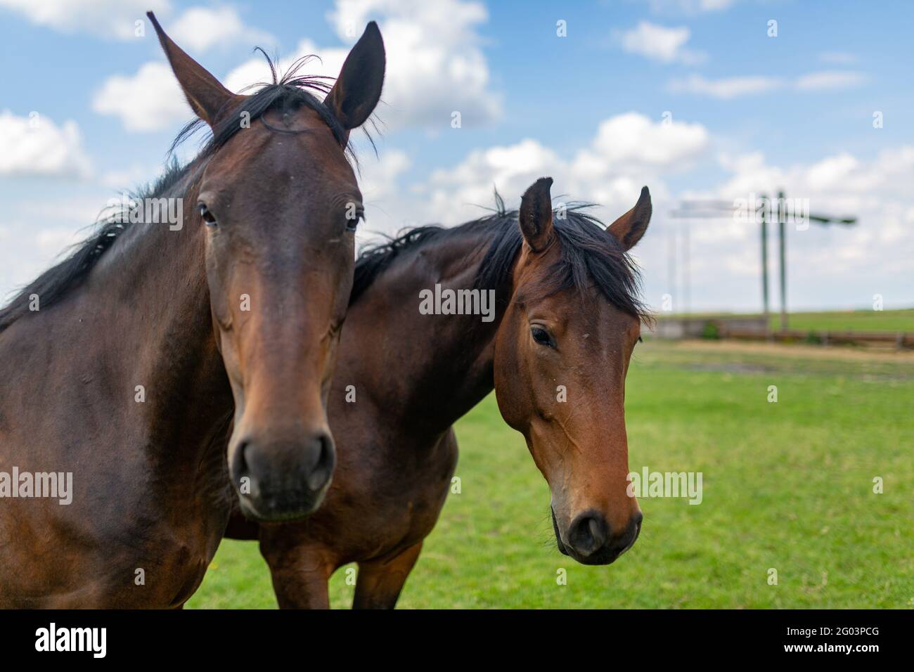 Des moments de la vie quotidienne du célèbre Noius Stud à Hortobagy, dans la campagne de l'est de la Hongrie Banque D'Images