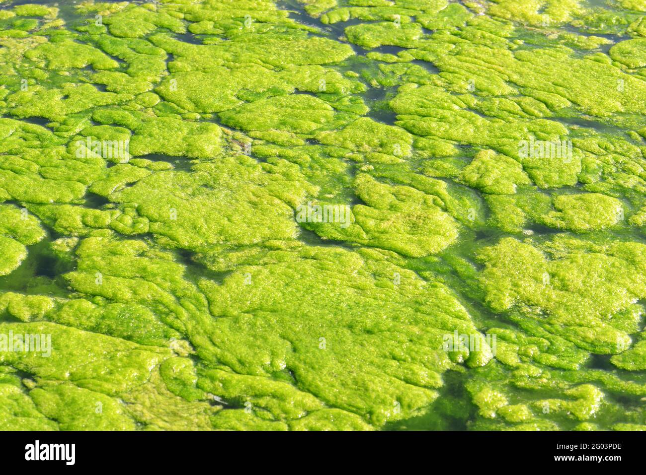 Algues vertes à la surface de l'eau. Banque D'Images