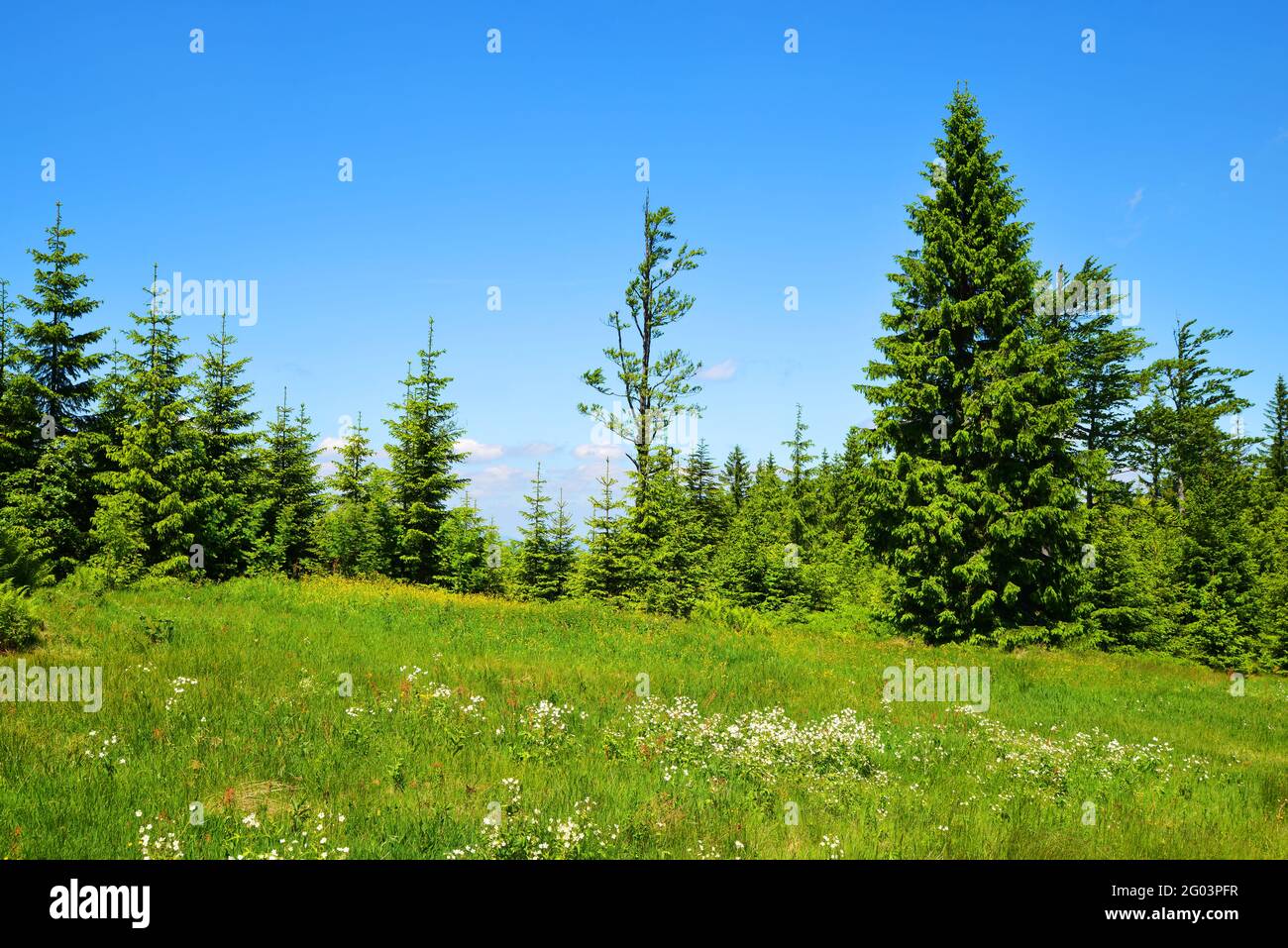 Prairie sur le mont Grosser Arber, parc national Bayerische Wald, Allemagne. Paysage de printemps. Banque D'Images