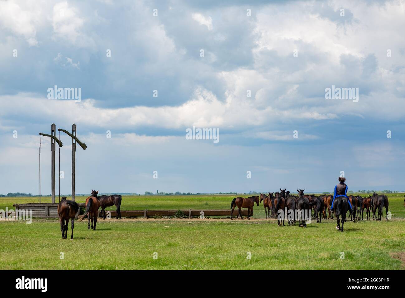 Des moments de la vie quotidienne du célèbre Noius Stud à Hortobagy, dans la campagne de l'est de la Hongrie Banque D'Images