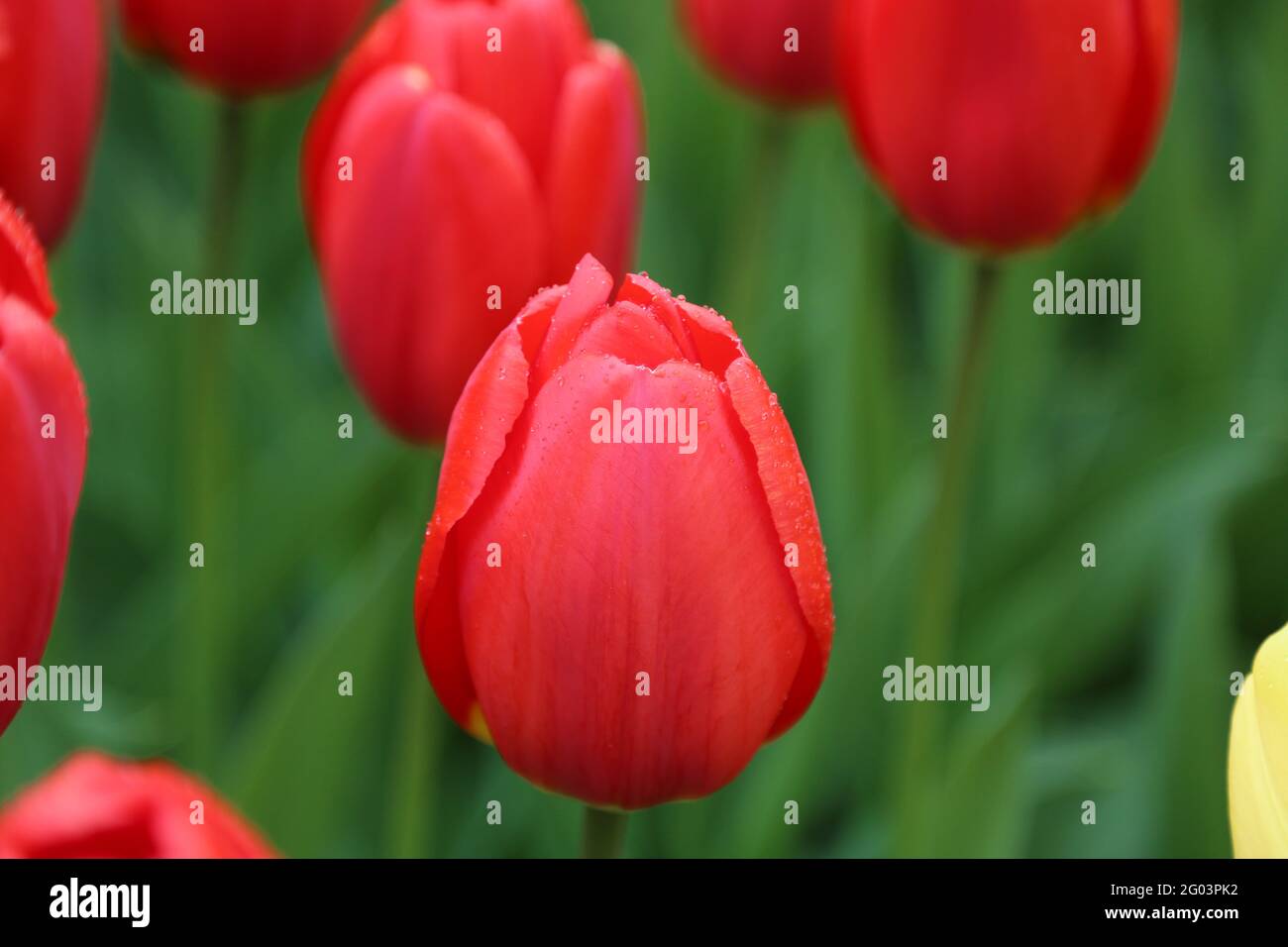 La tulipe avec les gouttes d'eau sur la surface Banque D'Images