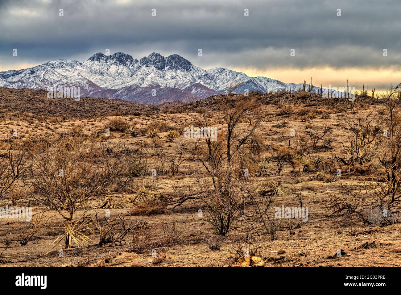 Vue d'hiver de la cicatrice de feu de Bush et de la nature de four Peaks dans la forêt nationale de Tonto à environ 45 miles au nord-nord-est de Phoenix, Arizo Banque D'Images