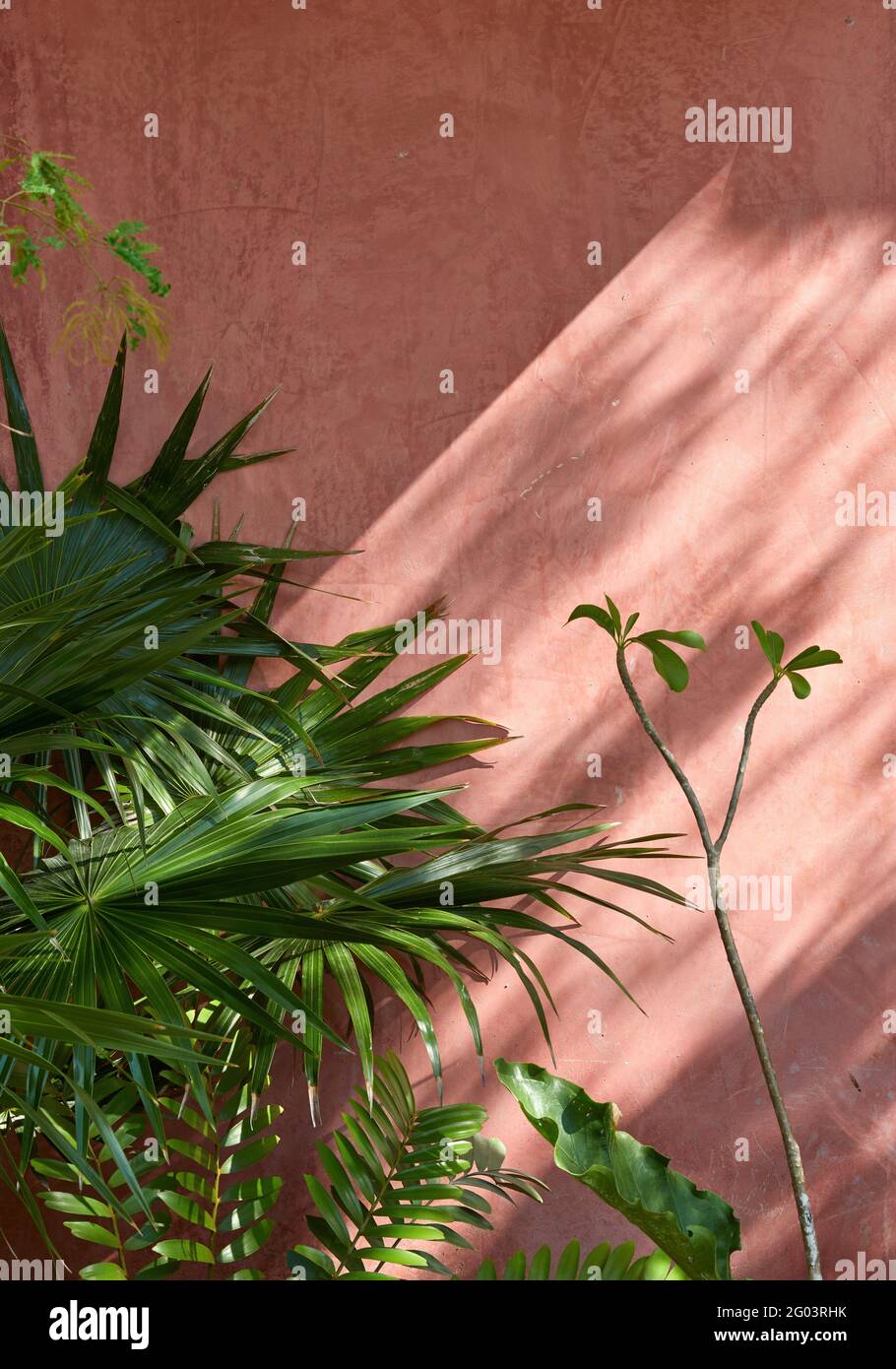 Tige de lumière sur le mur de rendu rose. Tulum Apartments, Tulum, Mexique. Architecte: Reyes Rios + Larrain Studio , 2019. Banque D'Images