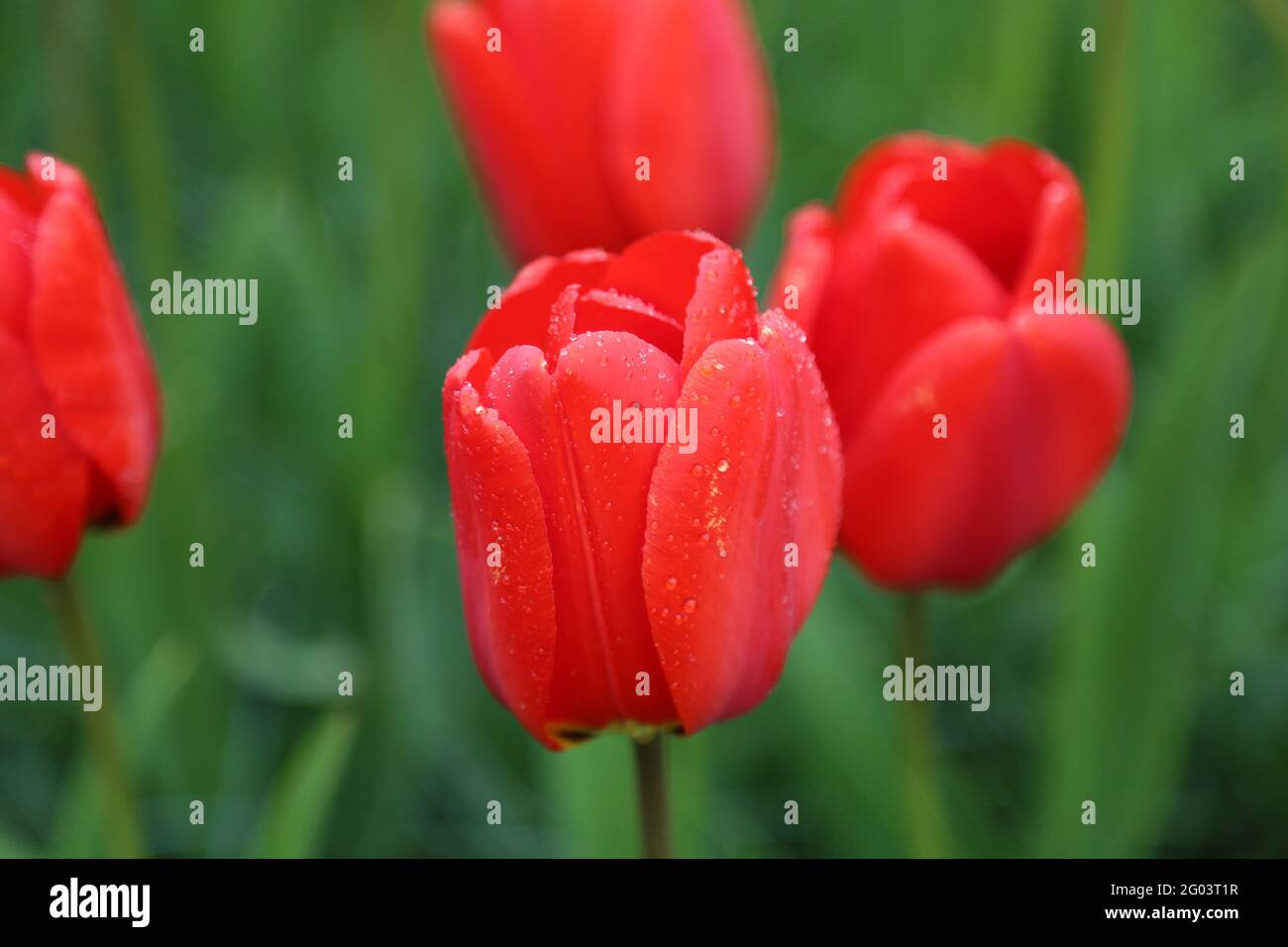 La tulipe avec les gouttes d'eau sur la surface Banque D'Images