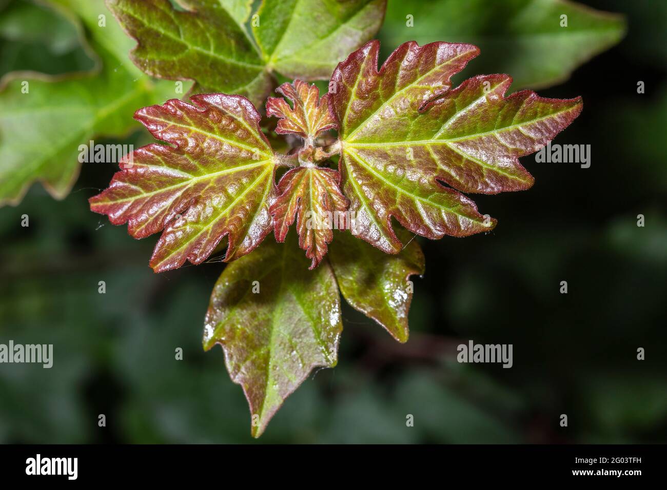 Petites feuilles sur une plante spontanée Banque D'Images