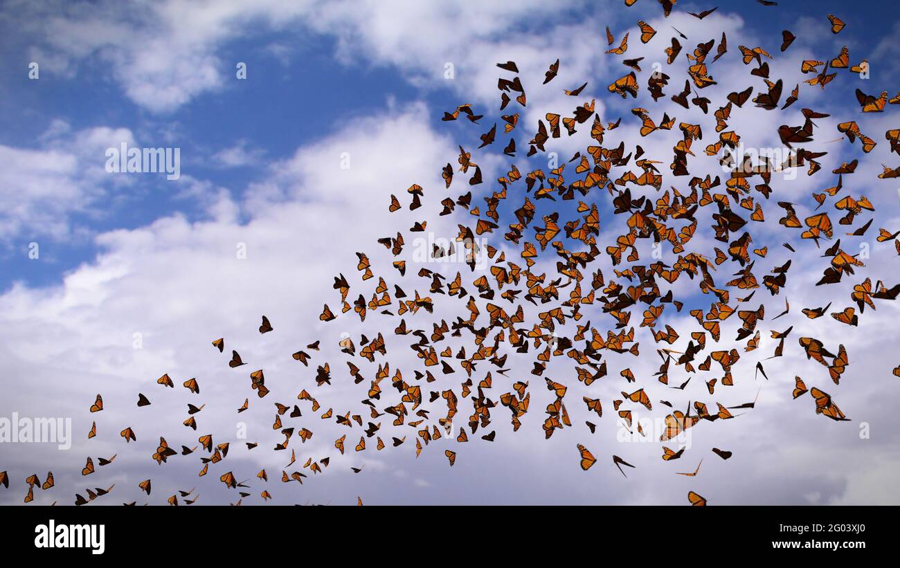 Groupe de papillons monarques, Danaus plexippus swarm Banque D'Images