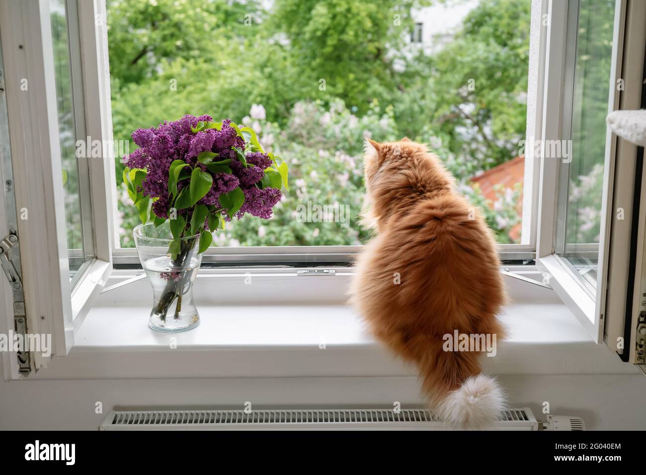 Le chat de gingembre se trouve à côté d'un vase avec des fleurs à une fenêtre ouverte Banque D'Images