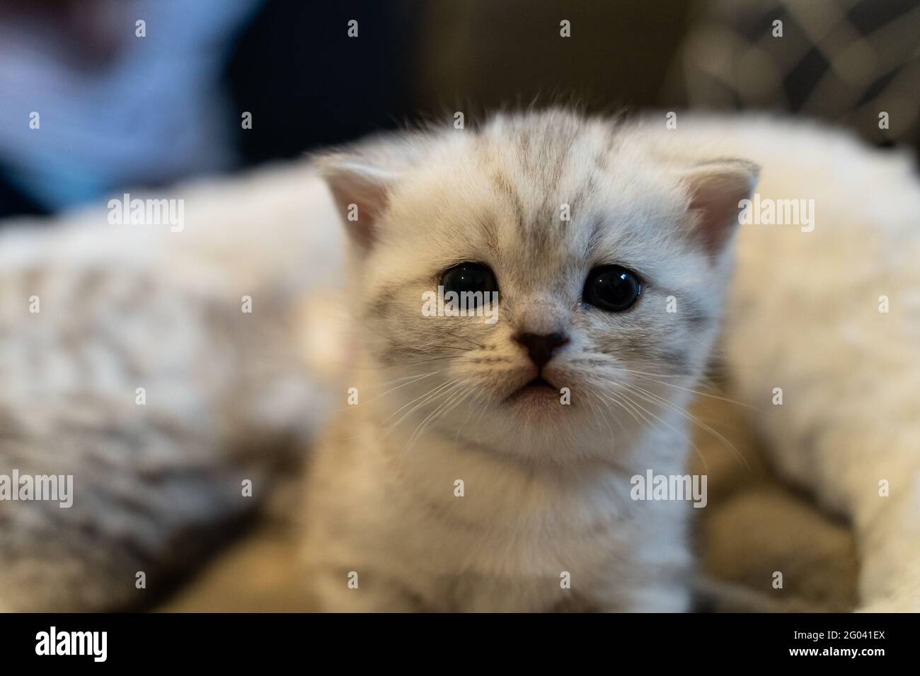 Petite Chaton Aux Yeux Bleus Le Chat De Bebe Semble Un Peu Fatigue Photo Stock Alamy Petite Chaton Aux Yeux Bleus Le Chat De Bebe Semble Un Peu Fatigue Photo Stock Alamy