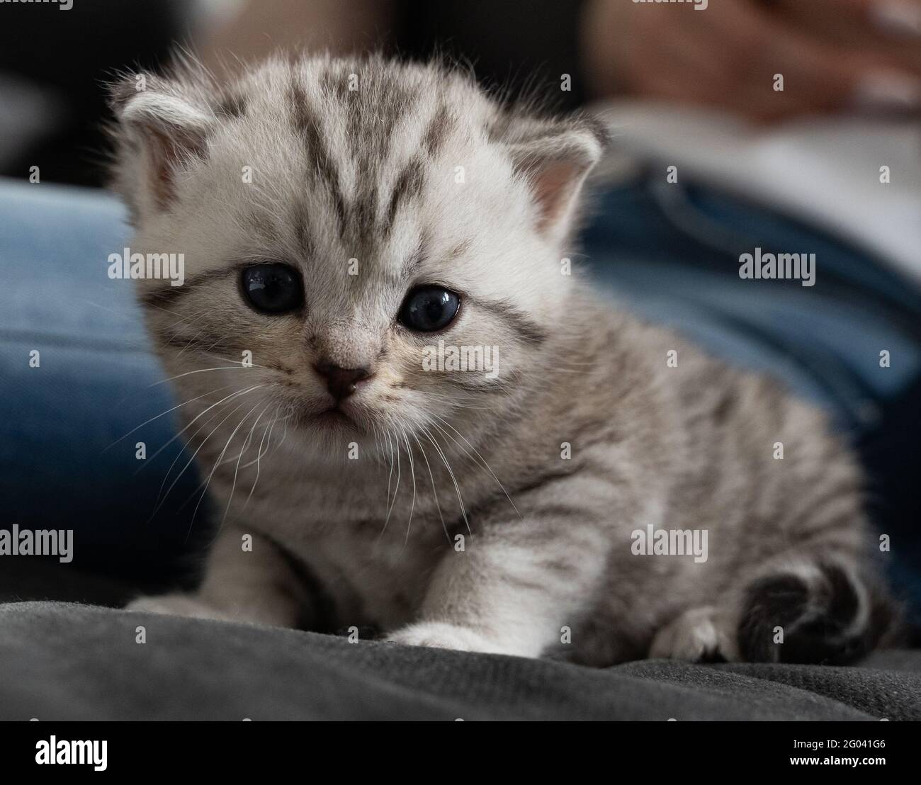 Petite Chaton Aux Yeux Bleus Le Chat De Bebe Semble Un Peu Fatigue Photo Stock Alamy
