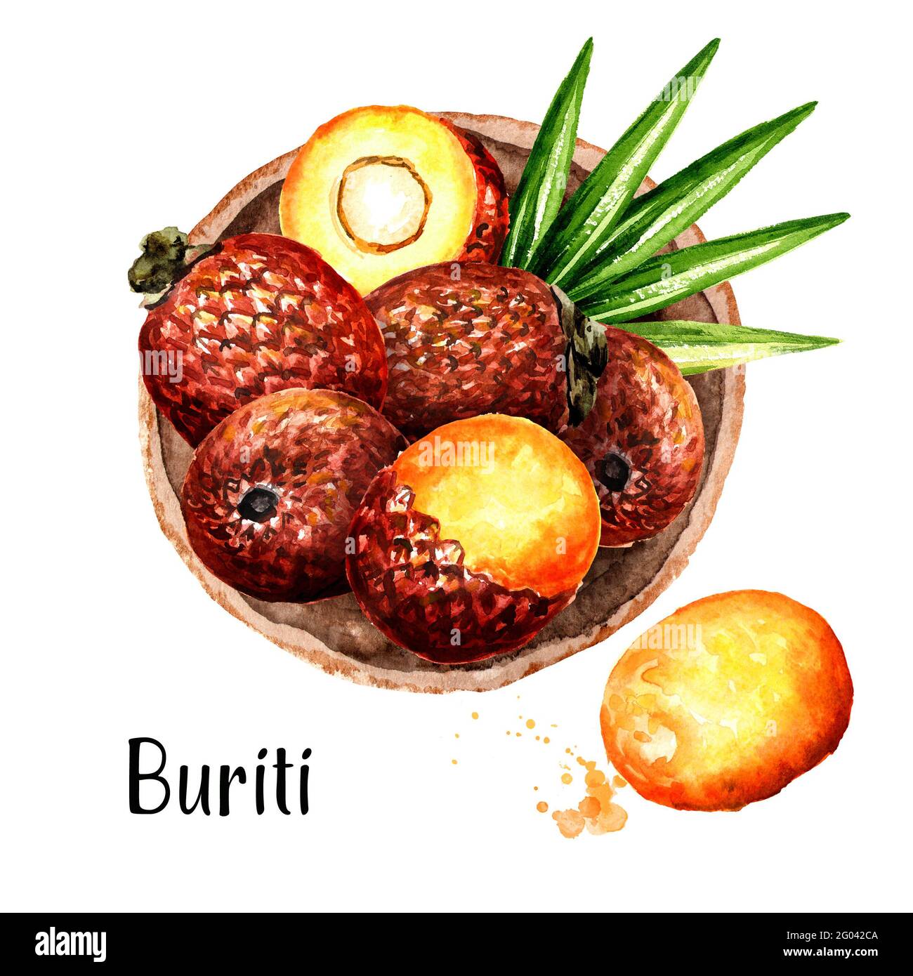 Assiette de fruits buriti, vue de dessus. Illustration aquarelle dessinée à la main, isolée sur fond blanc Banque D'Images