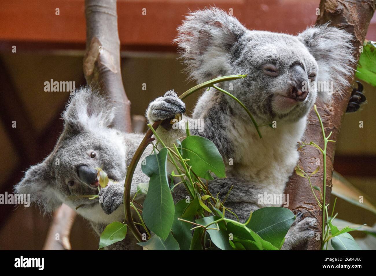 Deux koalas (Phascolarctos Cinereous) assis dans un arbre tout en mangeant des feuilles d'eucalyptus Banque D'Images