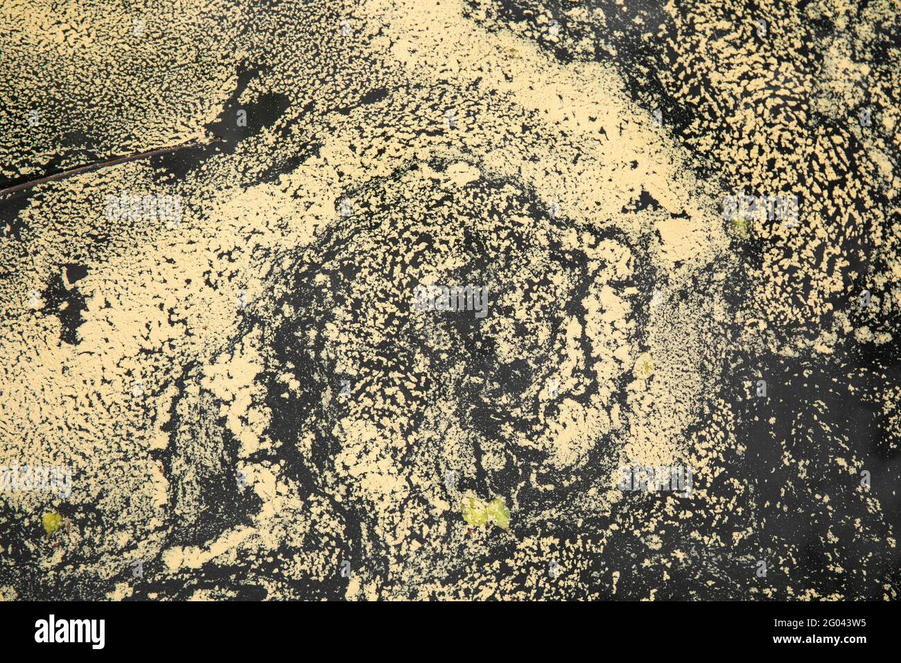 Pollen jaune sur l'eau Banque D'Images