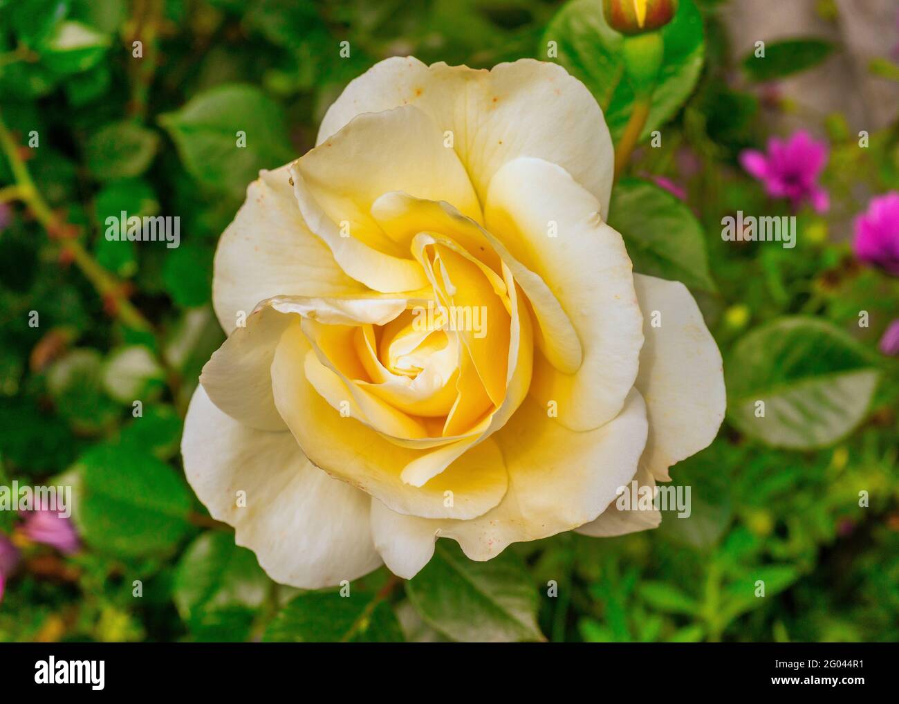 Photo macro avec une belle grande rose blanche Banque D'Images
