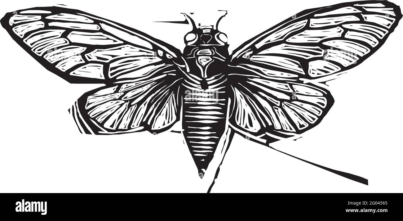 Image de style expressionniste de la brood X Cicada avec ses les ailes se déploient Illustration de Vecteur