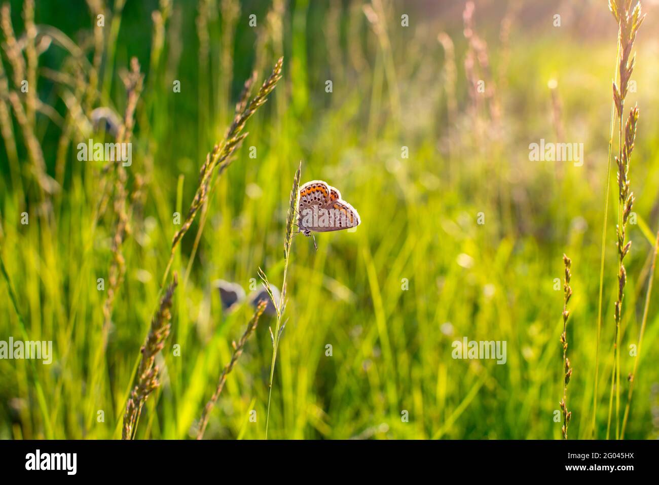 Papillon Plebejus argus repose et s'assoit sur l'herbe sur un fond vert flou dans les rayons du soleil couchant au coucher du soleil. Un petit papillon commun Banque D'Images
