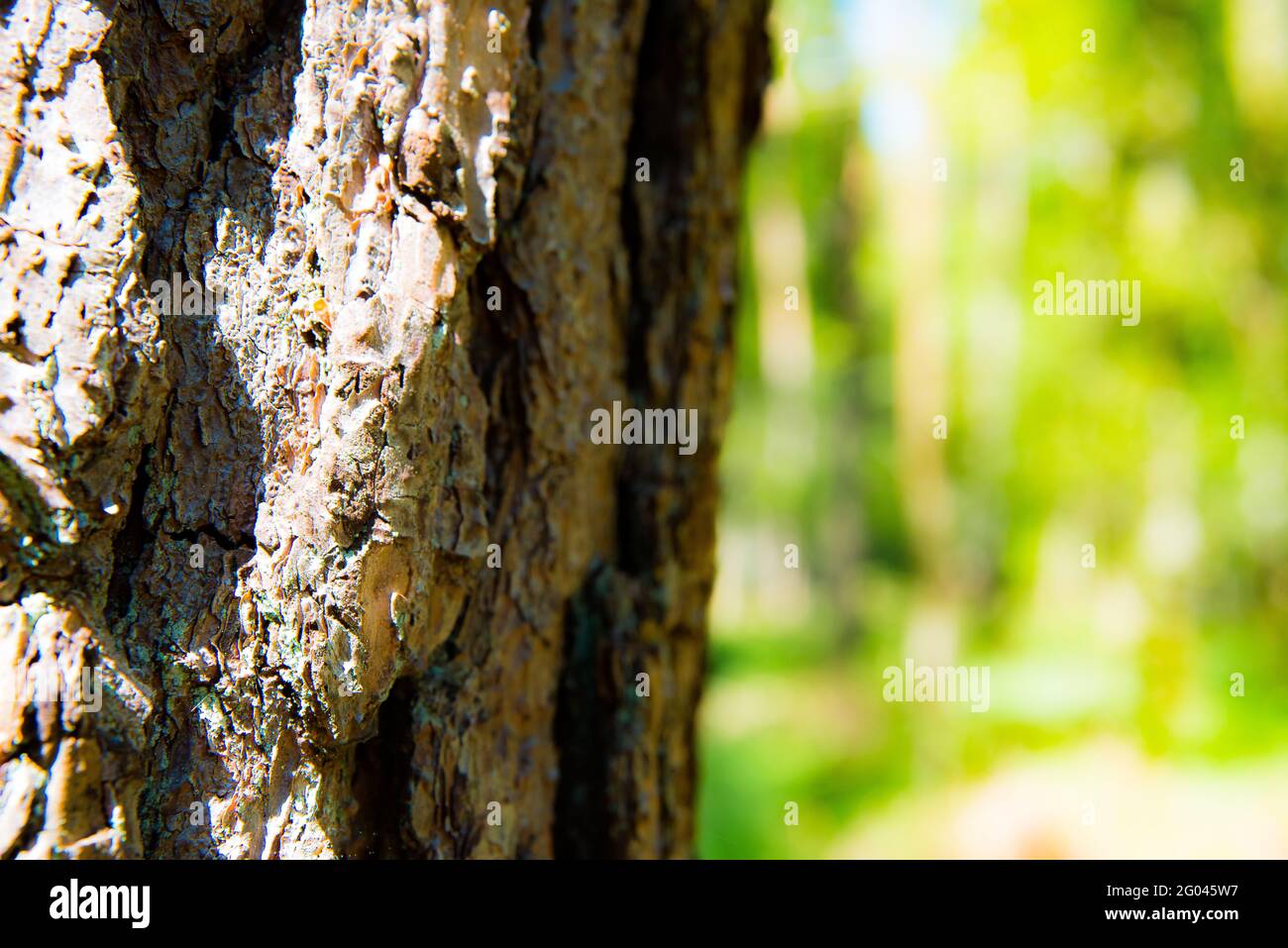 Écorce d'arbre avec fond vert Banque D'Images