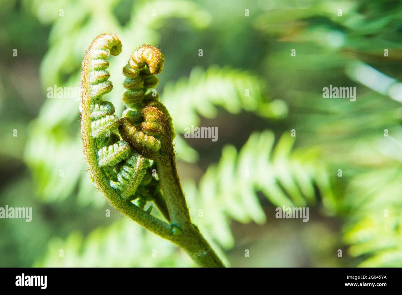 Jeune plante verte Banque D'Images