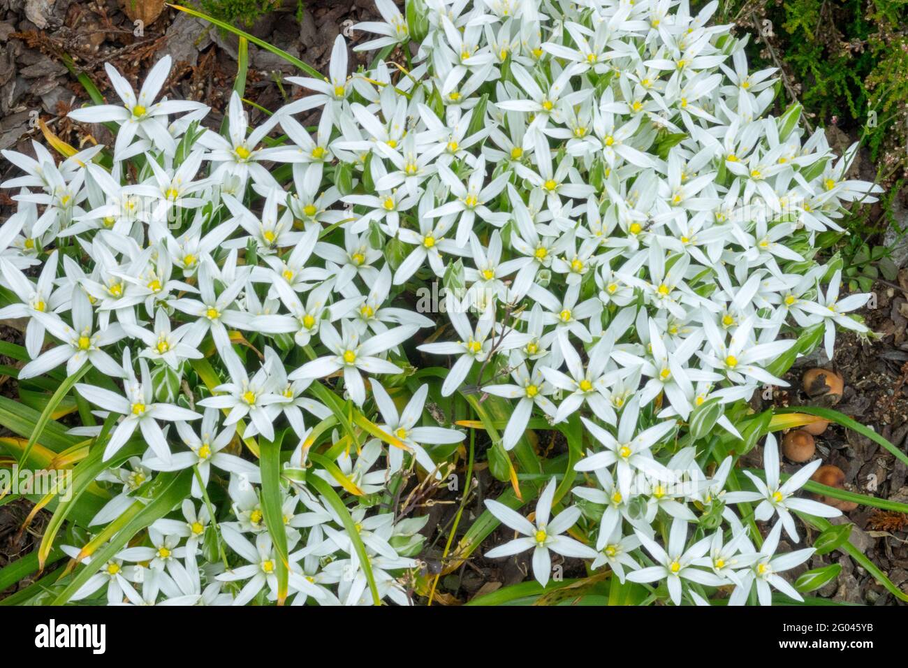 Ornithogalum umbellatum Ornithogalum étoile de Bethléem Sleepydick NAP à  midi fleurs blanches en forme d'étoile bulbe plante vivace Photo Stock -  Alamy