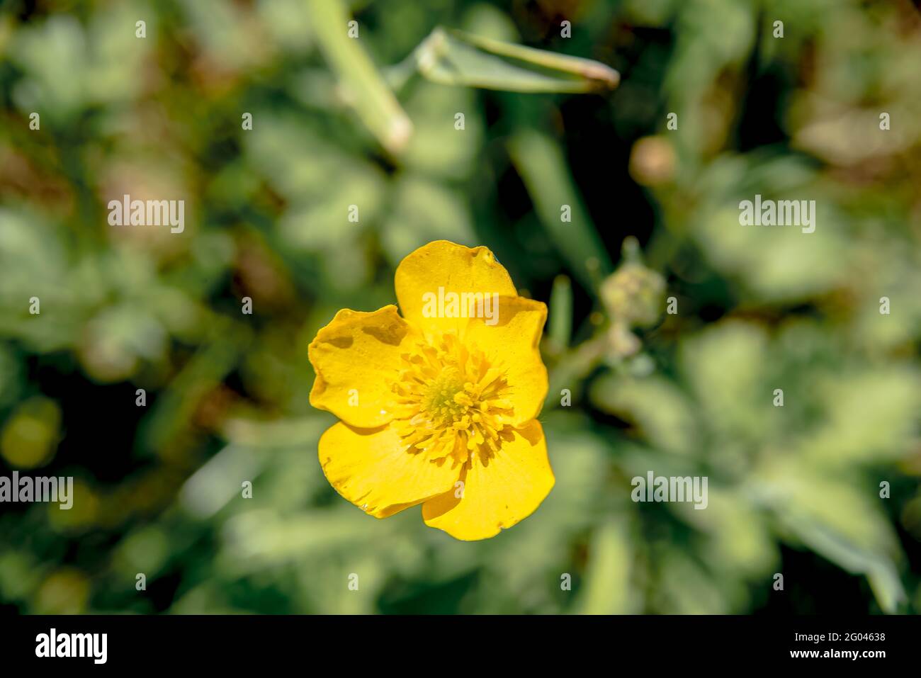 Bouton d’or Banque D'Images