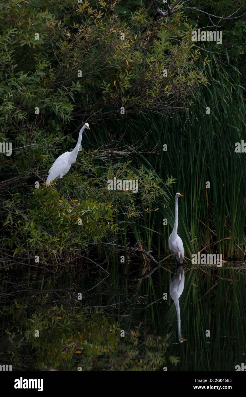 Vadnais Heights, Minnesota. Parc régional du lac Vadnais. Deux grands Egrets, Ardea alba dans un beau cadre de lac. Banque D'Images