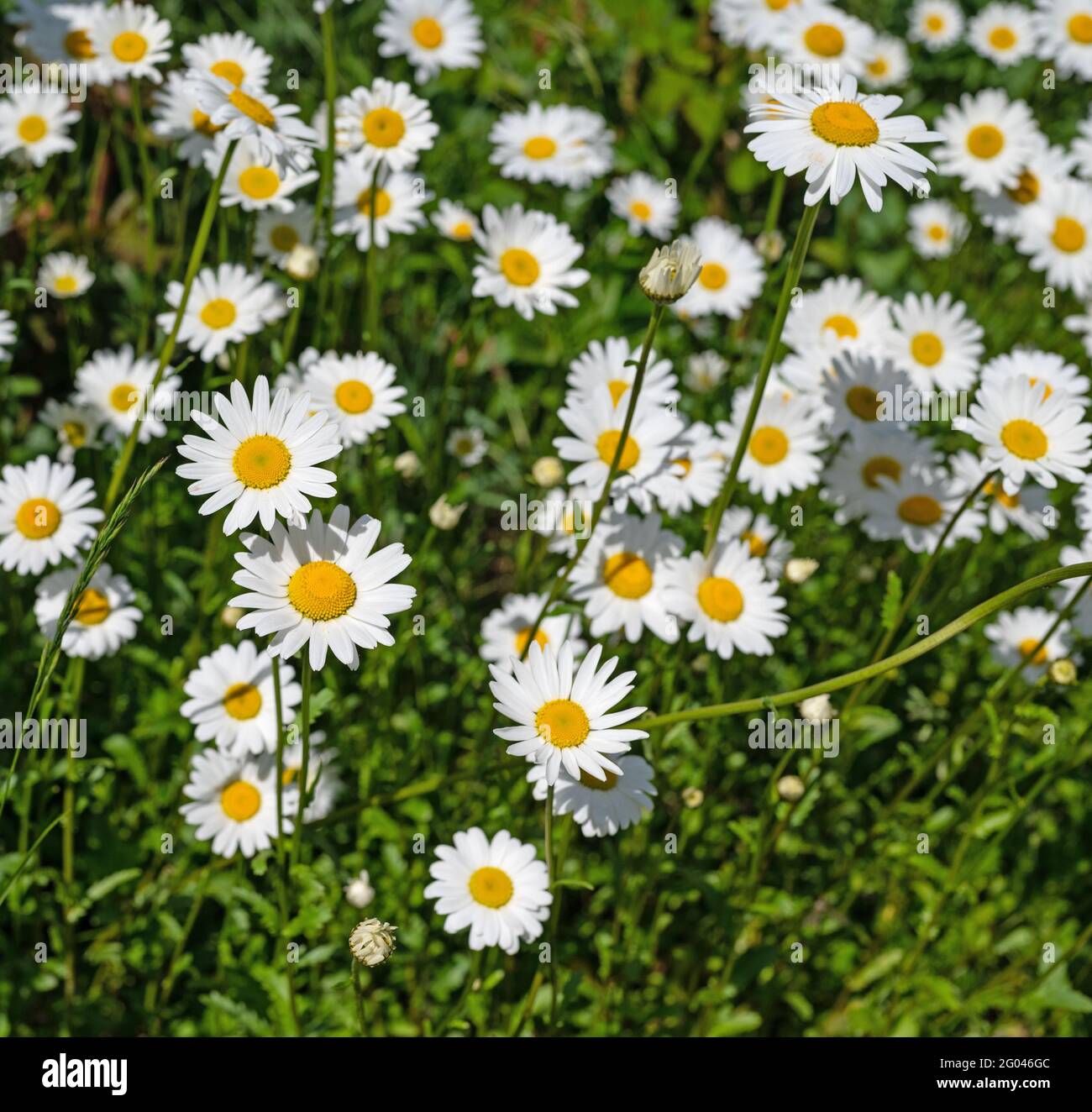 Marguerites fleuries, Leucanthemum, au printemps Banque D'Images