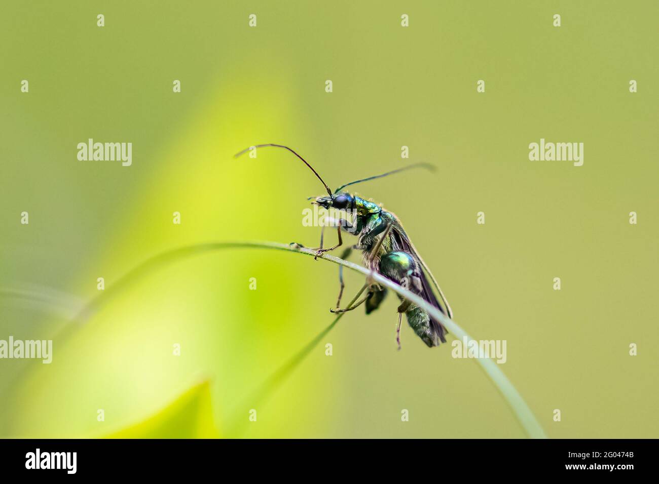 Coléoptère gonflé, Oedemera nobilis, insecte sur fond vert Banque D'Images