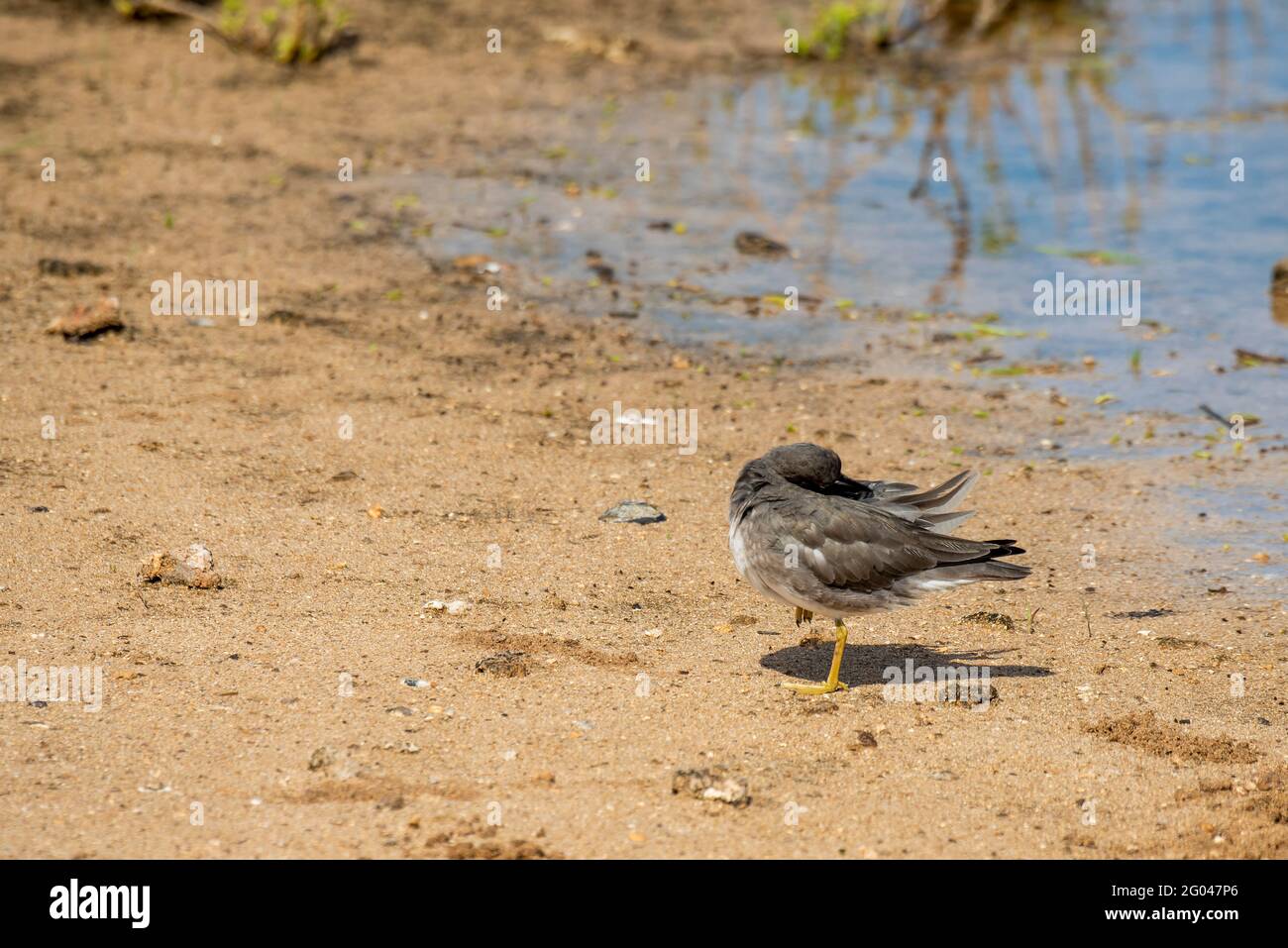 Maui, Hawaï. Réserve naturelle nationale de Kealia Pond. Un adulte errant Tattler, Tringa incana en hiver plumage se prêtant à l'étang. Banque D'Images