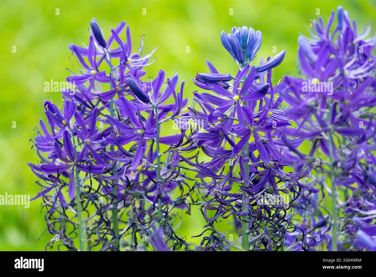 Camassia leichtlinii Wild Hyacinthe Great camas Spring Blue Flowers Camas vibrant Spikes Fleur Camassia Quamash Camas Lily Common Camas Swamp Sego Banque D'Images