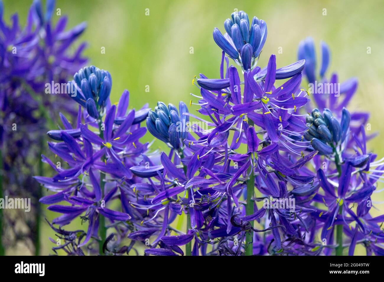 Great camas Camassia esculenta Blue Camas Swamp Sego Camas Lily Camassia quamash fleurs Camassia Hyacinthe sauvage Camas commun plante Camassia leichtlini Banque D'Images