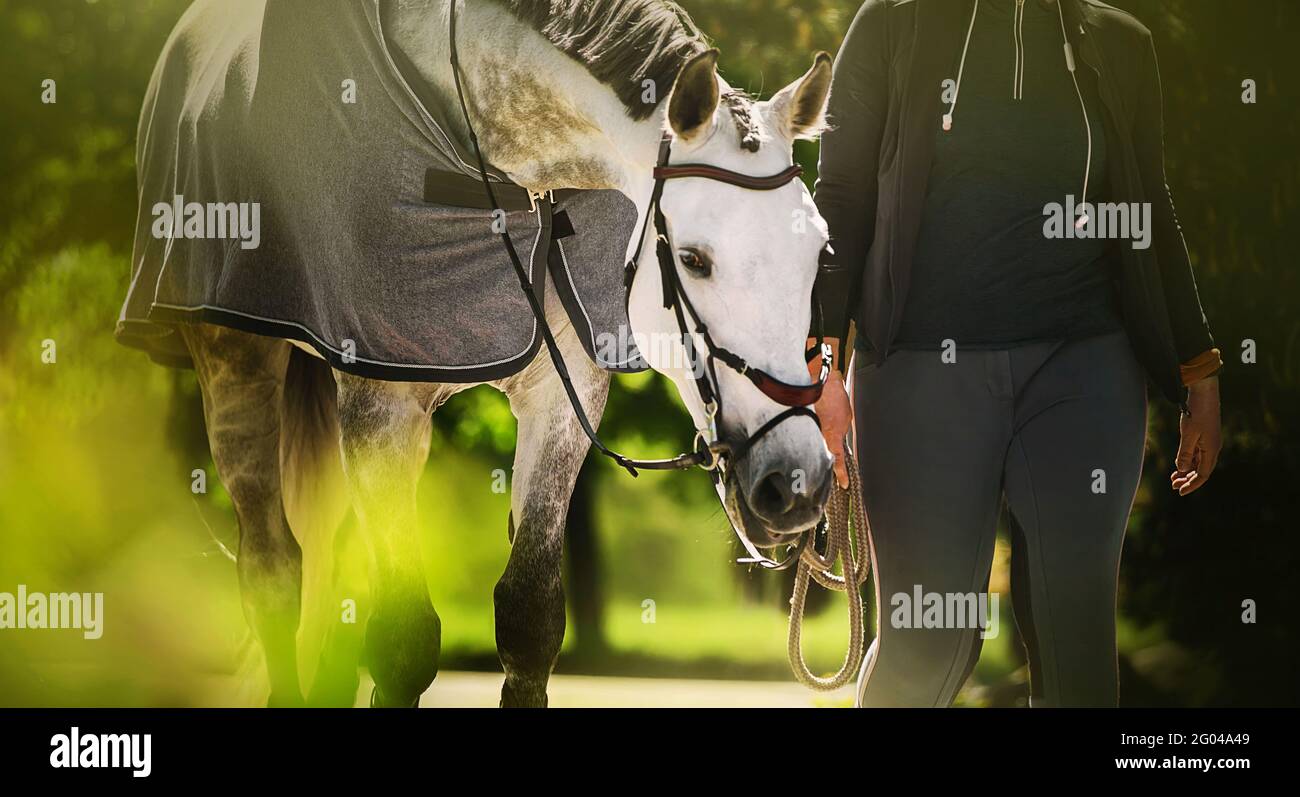 Un beau cheval blanc avec une manne grise dans une couverture grise marche avec un éleveur de chevaux lors d'une journée ensoleillée d'été au milieu du feuillage vert des arbres. Equestri Banque D'Images