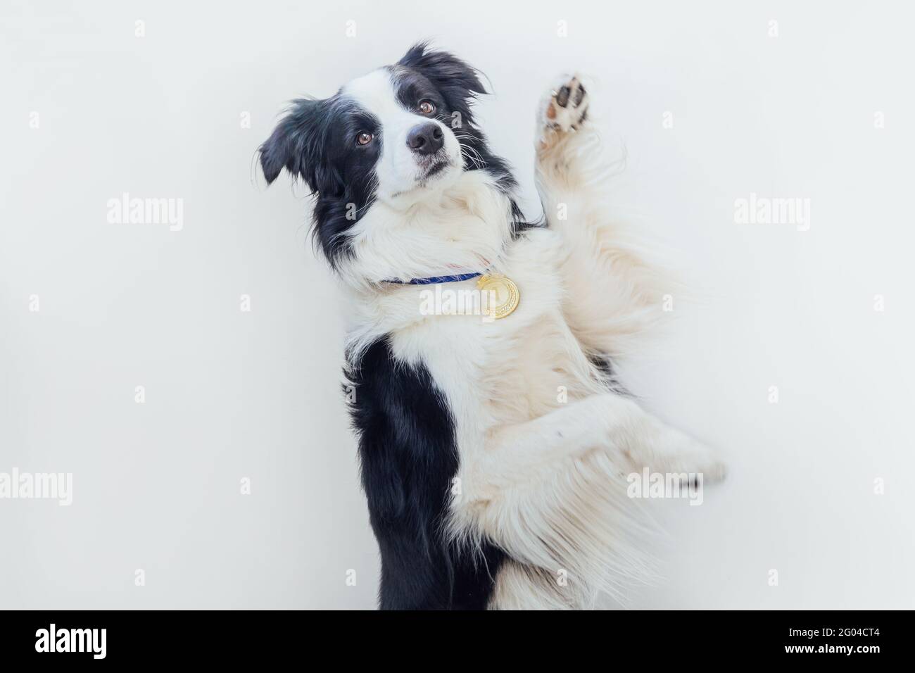 Bordure de chien de chiot collie portant la médaille d'or du gagnant ou du champion isolée sur fond blanc. Champion gagnant chien drôle. Victoire première place de c Banque D'Images