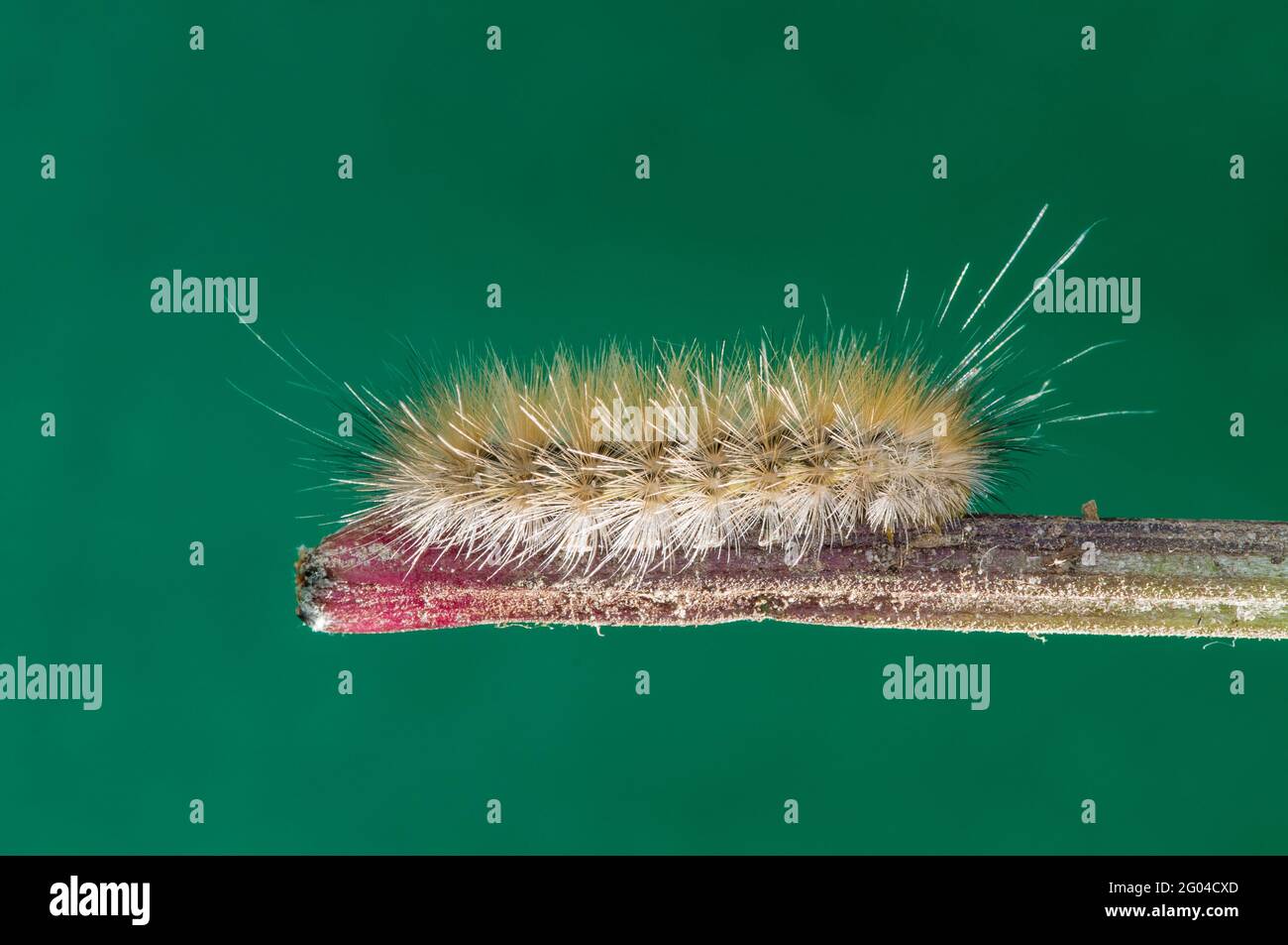 Vadnais Heights, Minnesota. Forêt John H. Allison. Chenille d'ours jaune, Spilosoma virginica sur tige de plante avec fond vert. Banque D'Images