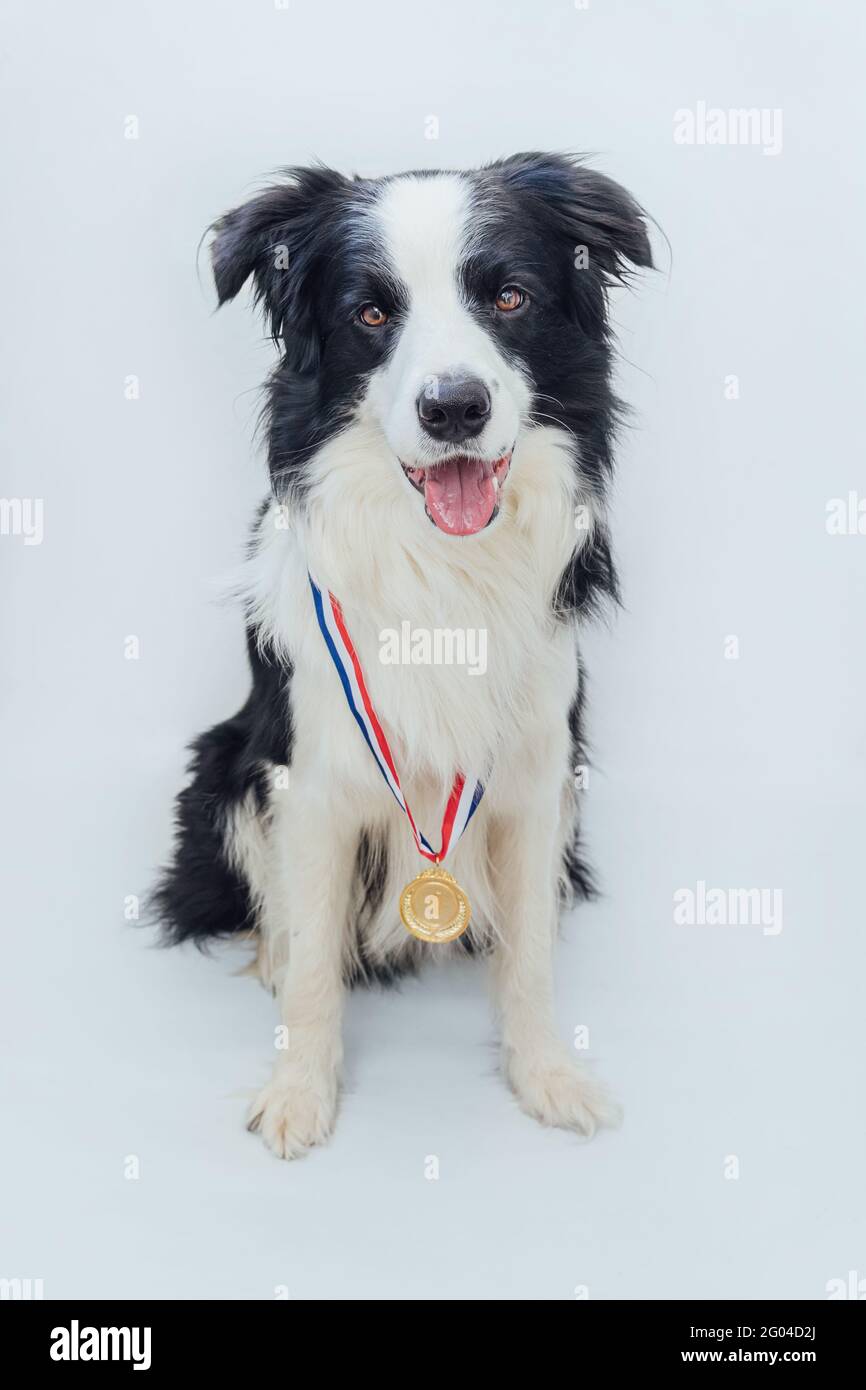 Bordure de chien de chiot collie portant la médaille d'or du gagnant ou du champion isolée sur fond blanc. Champion gagnant chien drôle. Victoire première place de c Banque D'Images