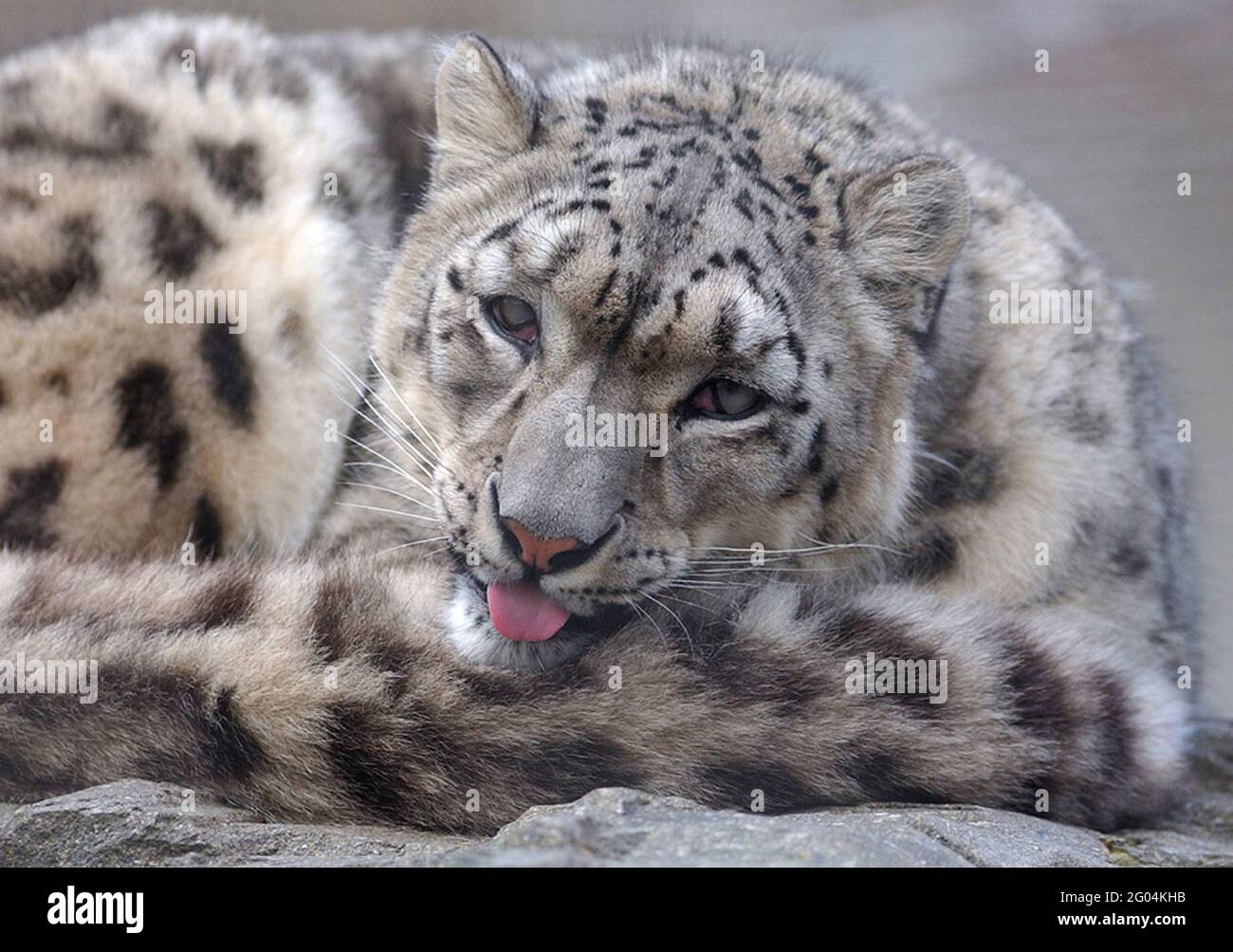Snow Leopards Baby Banque D Image Et Photos Alamy