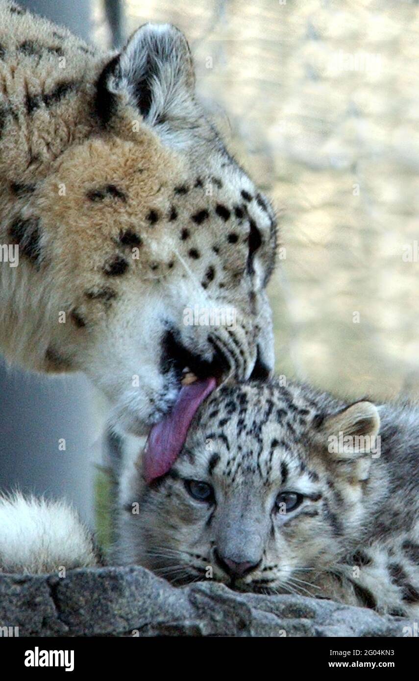 Snow Leopards Baby Banque D Image Et Photos Alamy