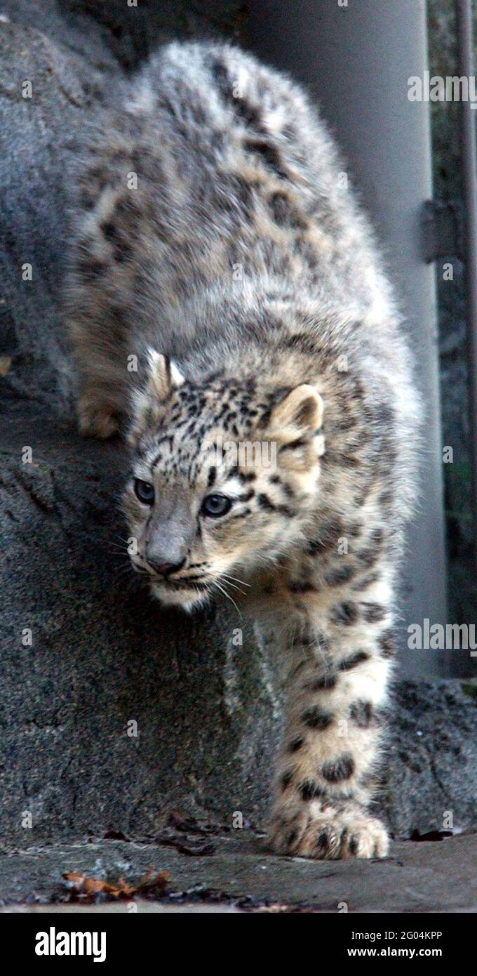 Vishnu, le bébé léopard des neiges, a fait de son mieux pour faire un Noël blanc cette année alors qu'il a fait ses premiers pas provisoires dans le monde sous l'œil vigilant de mère Yasmin. Le cub de cinq mois est l'un des 17 léopards de neige au Royaume-Uni et a fait sa première apparition publique au zoo de Marwell à Winchester, Hants. Les léopards des neiges sont l'une des espèces les plus menacées au monde et proviennent des montagnes de l'Asie centrale dans les pays déchirés par la guerre comme l'Afghanistan. Il n'y en a que 5,000 dans le monde et leur nombre diminue rapidement grâce à la guerre et à la chasse à la fourrure. Gaynor W. Banque D'Images