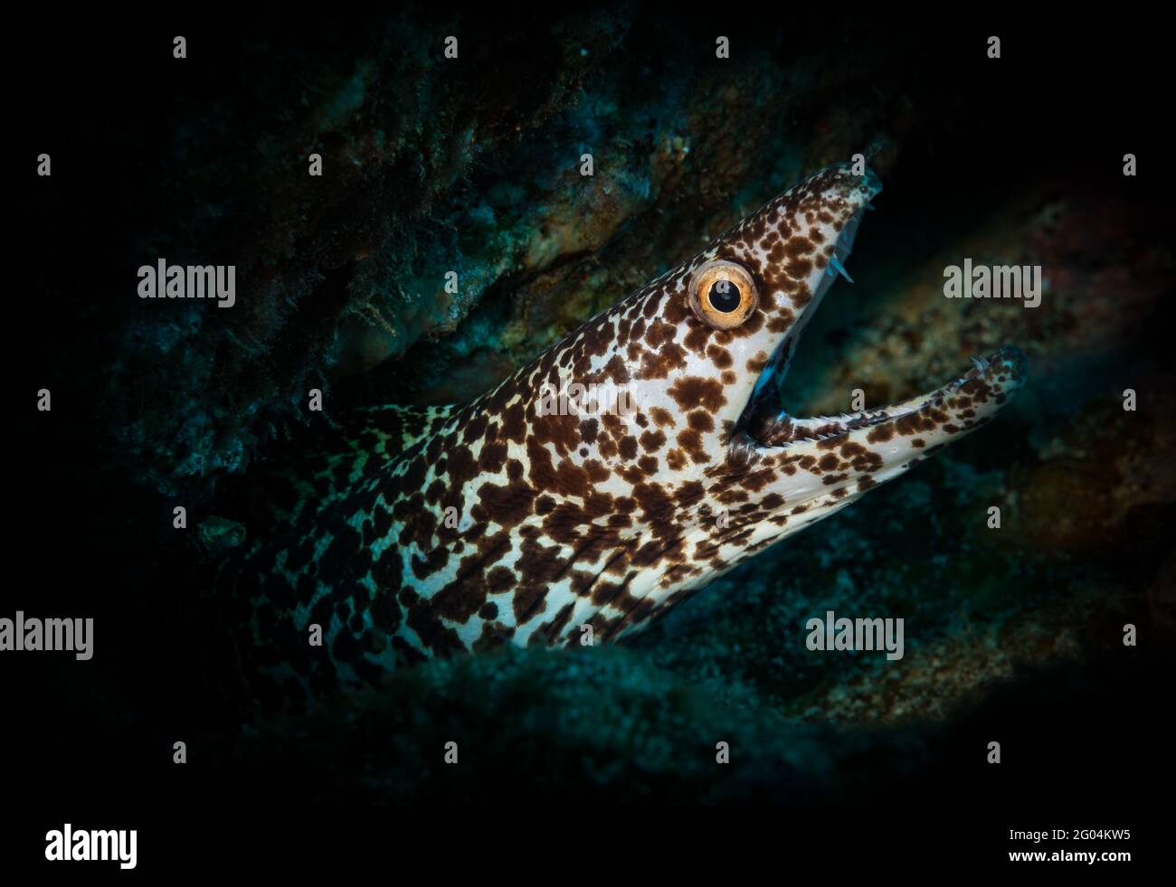 Anguille maculée (gymnothorax moringa) Sur le récif au large de l'île hollandaise des Caraïbes de Sint Maarten Banque D'Images