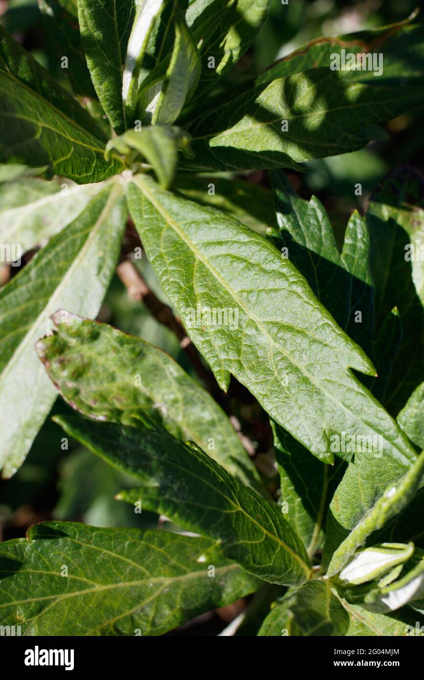 Atténuez les feuilles de Mugwort de Californie, Artemisia Douglasiana, Asteraceae, originaire des montagnes de Santa Monica, Springtime. Banque D'Images