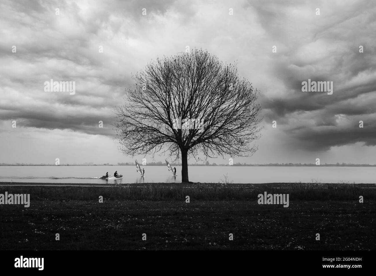 Photo en niveaux de gris d'un arbre solitaire sur la côte avec des oiseaux sous les nuages épais Banque D'Images