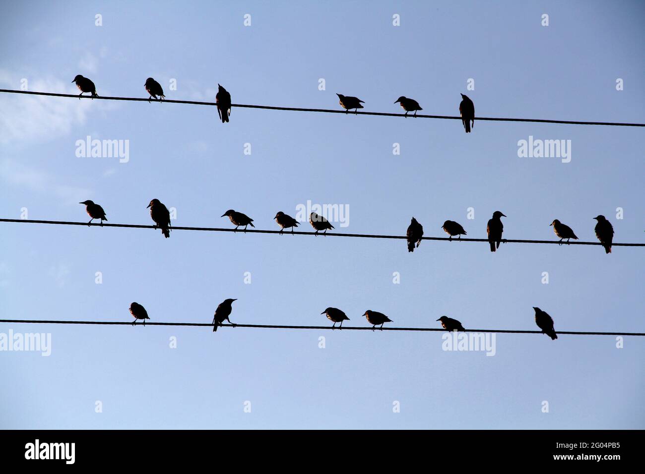 Un troupeau d'oiseaux noirs assis sur des fils semblables à des notes musicales contre un ciel bleu sans nuages. Banque D'Images