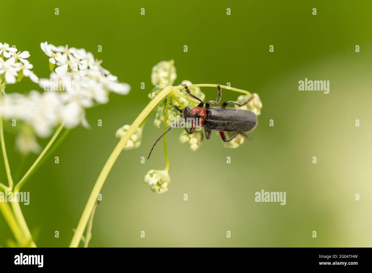 Gros plan sur un coléoptère de soldat sur une fleur sauvage Banque D'Images