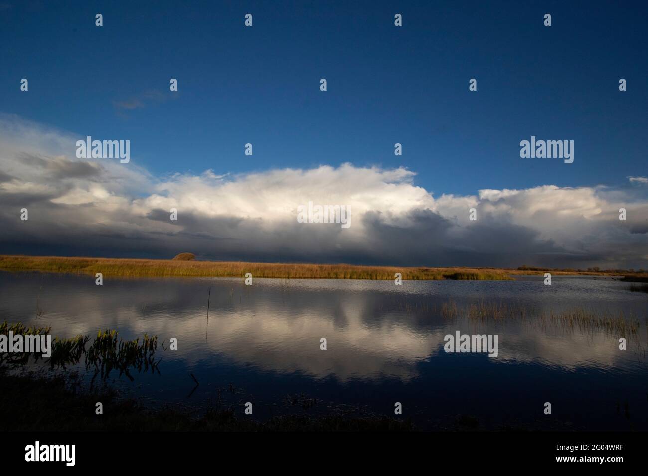 Les nuages de tempête forment une toile de fond pour un marais d'eau douce sur la réserve naturelle nationale de San Luis, dans la vallée de San Joaquin, en Californie. Banque D'Images