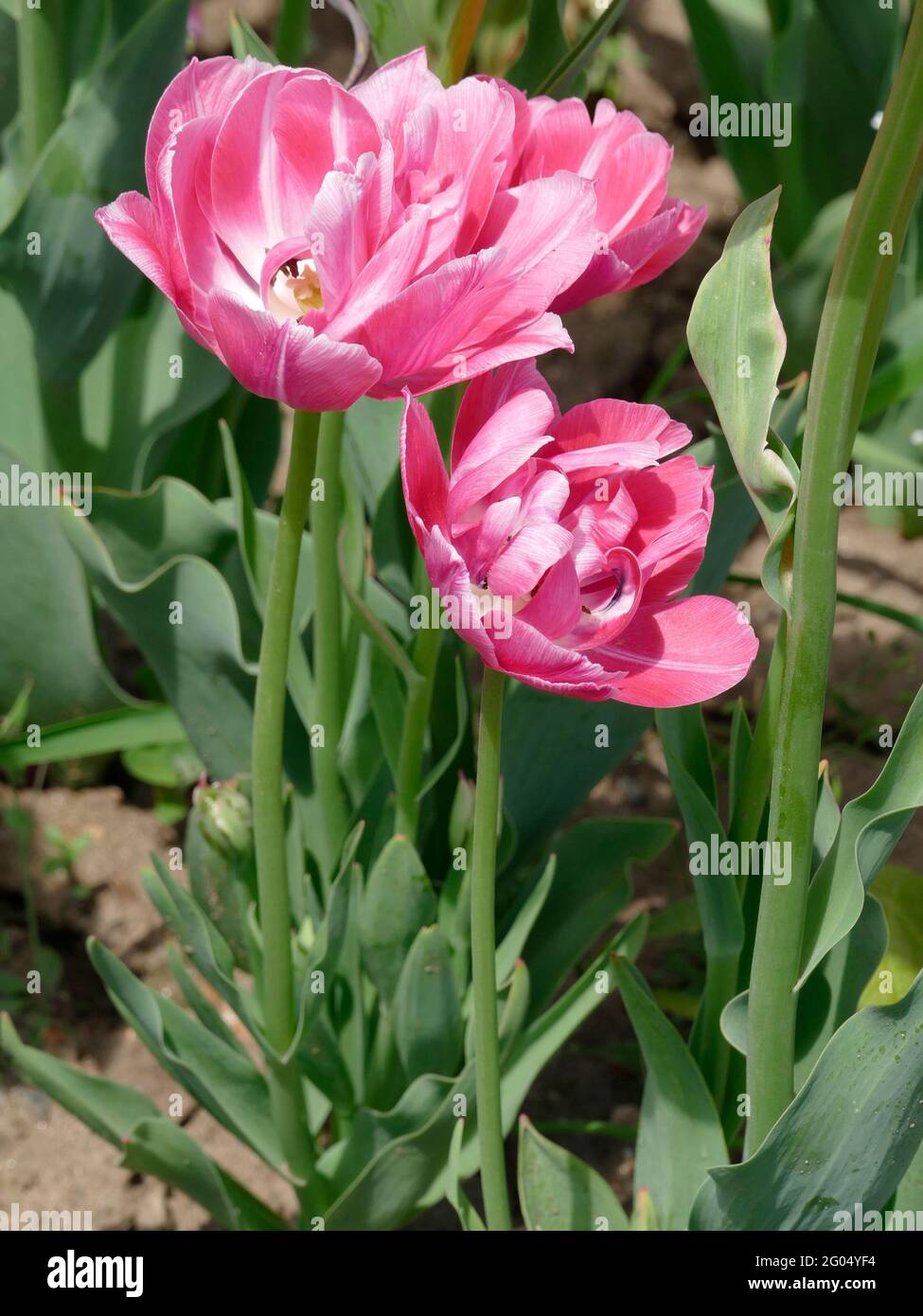 Tulips de Backpacker avec péony-comme rose doux et blanc doubles pétales en pleine fleur Banque D'Images