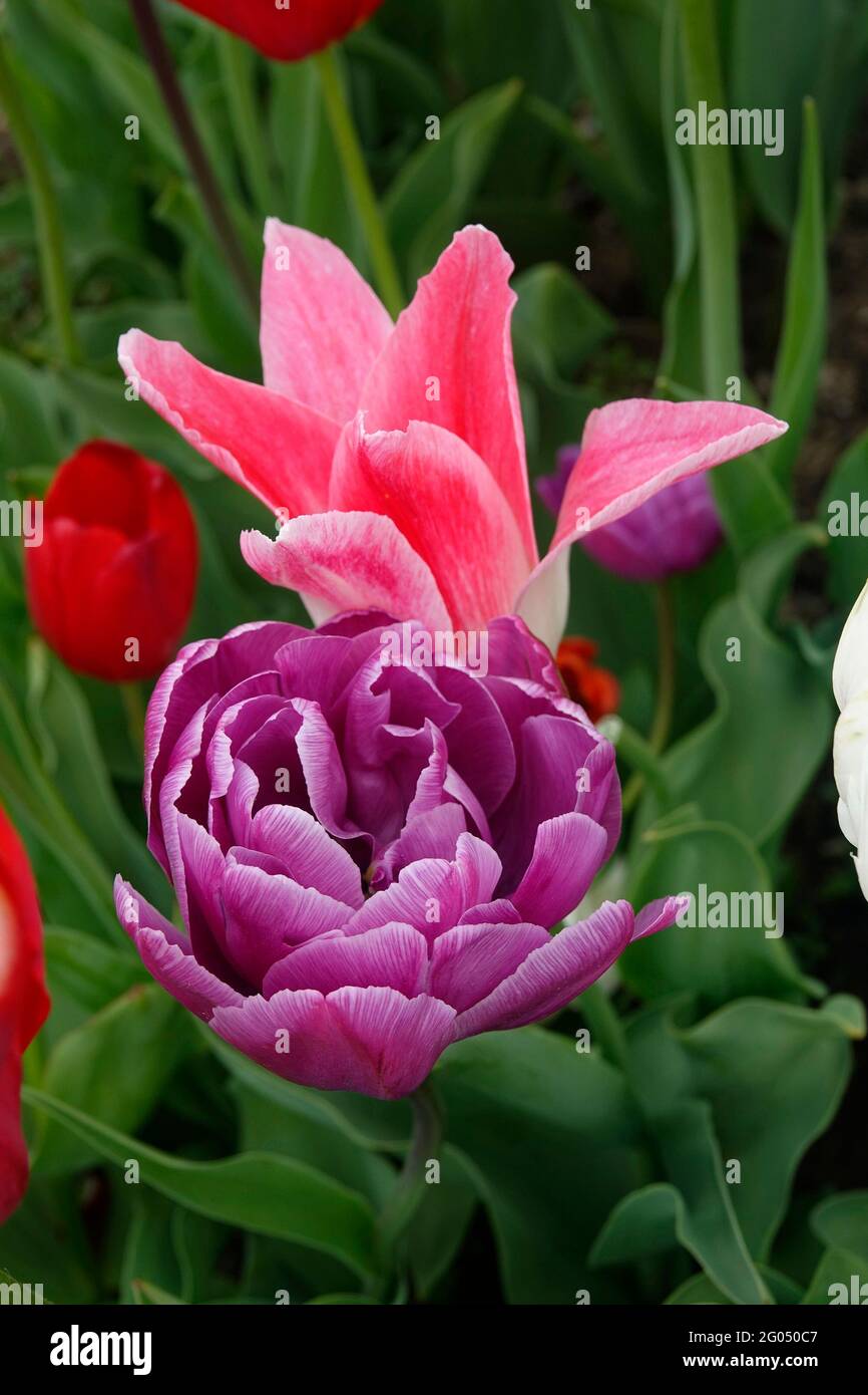 Un mélange extensible de Tulips de routard violets à double fleur et Tulips de ballade rose à fleur de nénuphars parmi les Tulips de Triumph de brise-cœur rouge Banque D'Images