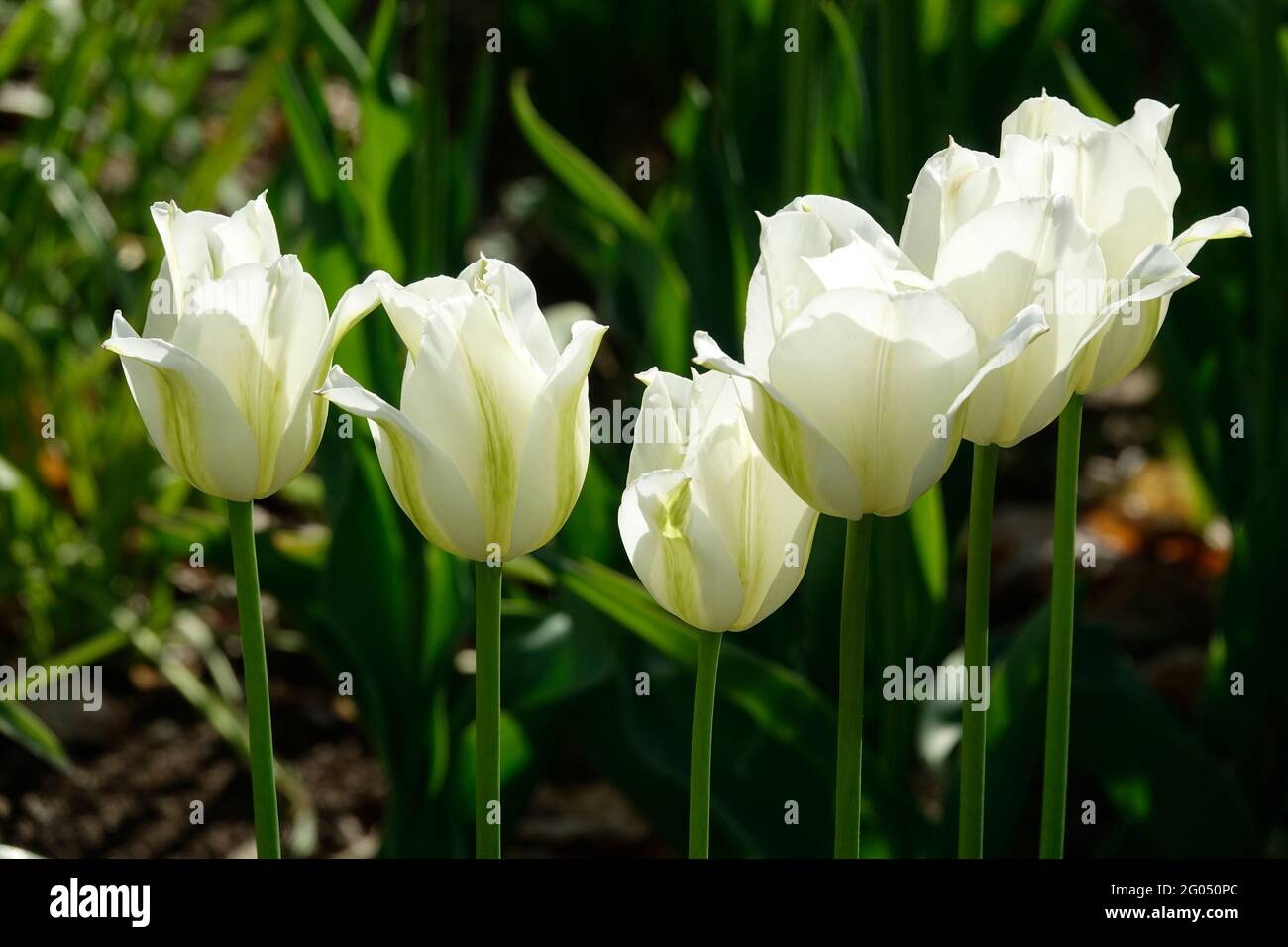 Viridiflora Tulips, vert printemps, aux pétales blancs et à la flamme douce de forme plume verte, décorant le pétale extérieur Banque D'Images