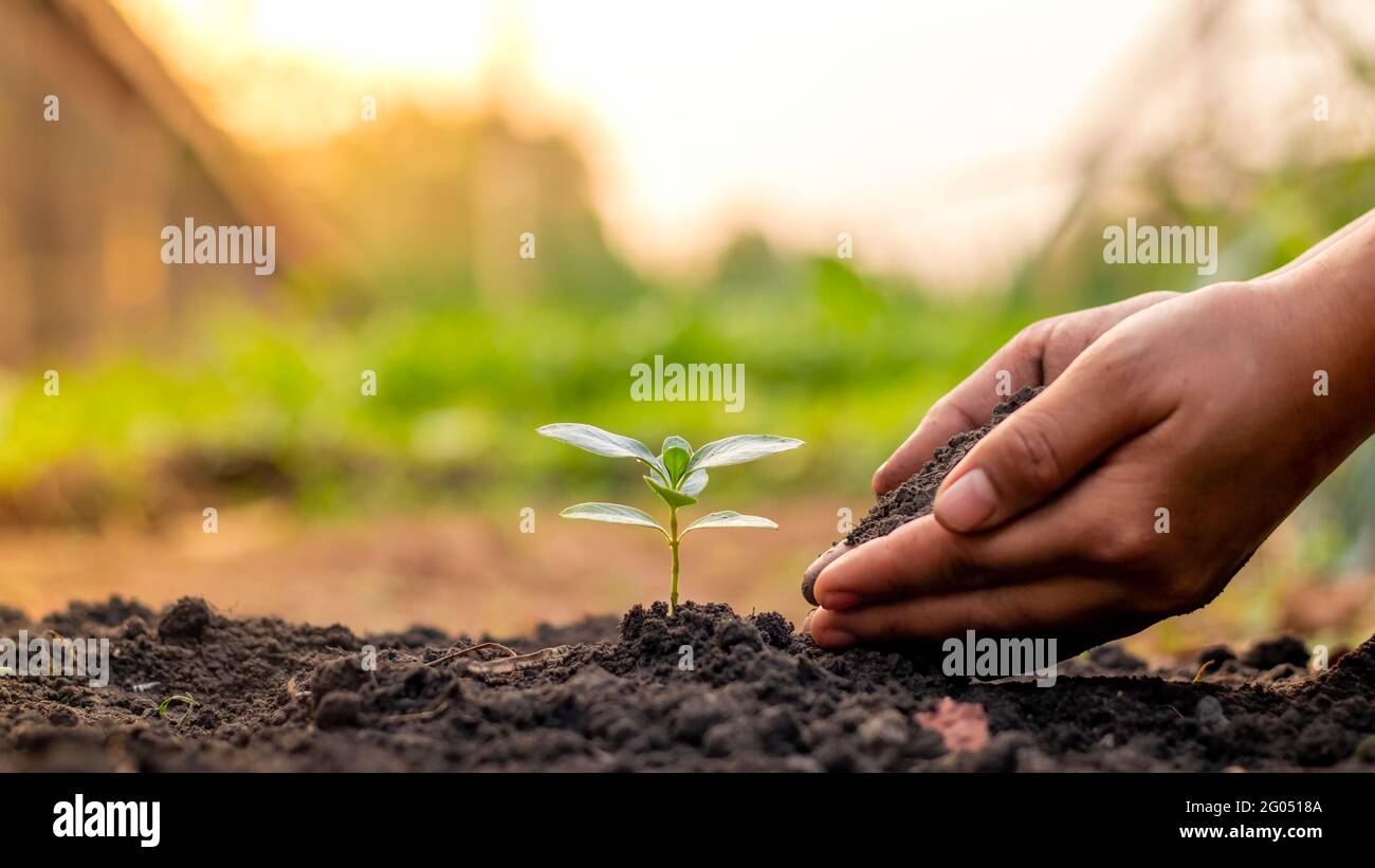 Gros plan d'une main humaine tenant une plantule, incluant la plantation de plantules, le concept du jour de la Terre, la campagne de réduction du réchauffement climatique et la gestion écologique Banque D'Images
