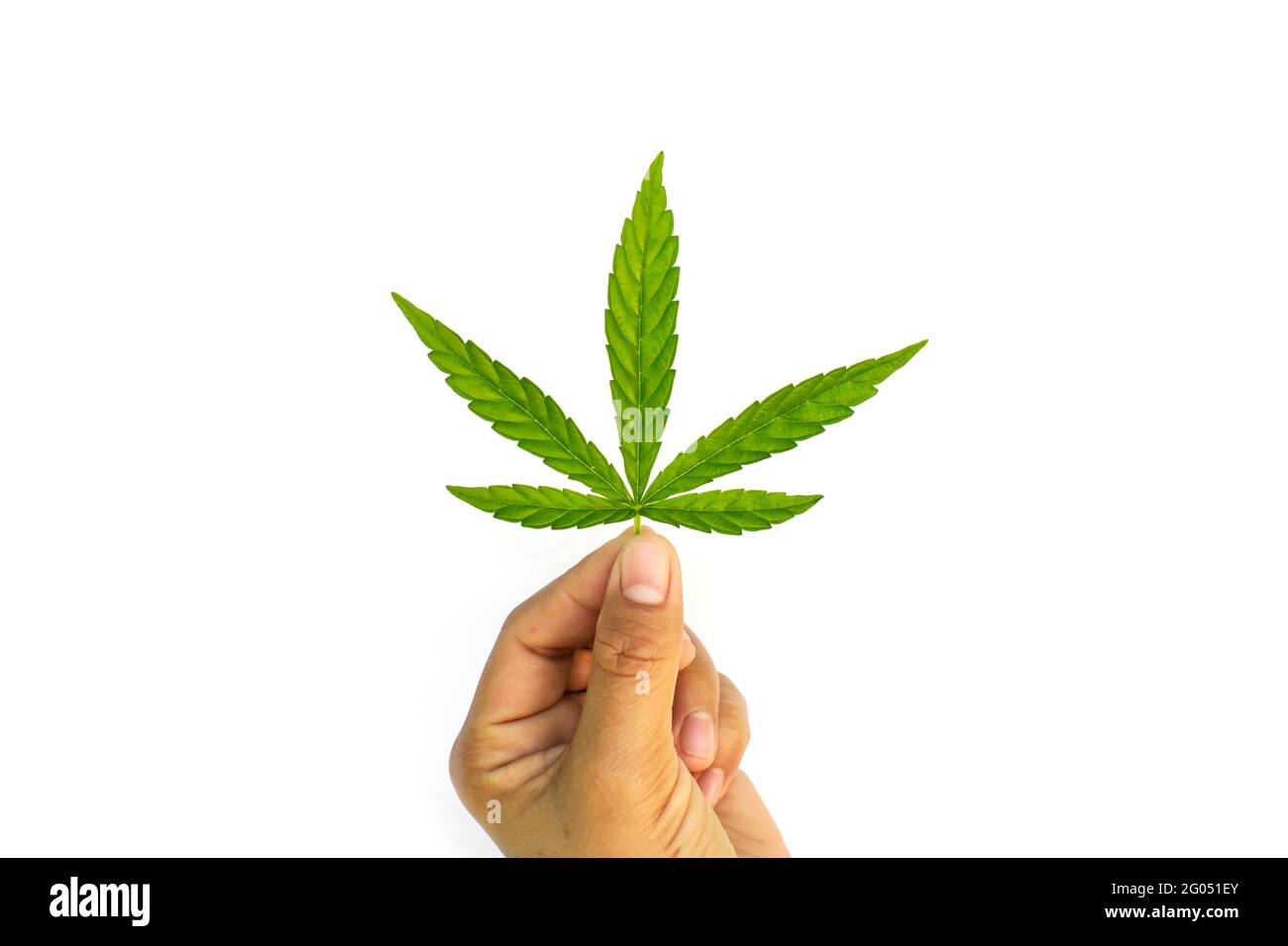 Les feuilles vertes de cannabis sont à portée de main sur fond blanc, concept de l'utilisation du cannabis pour des prestations médicales. Banque D'Images