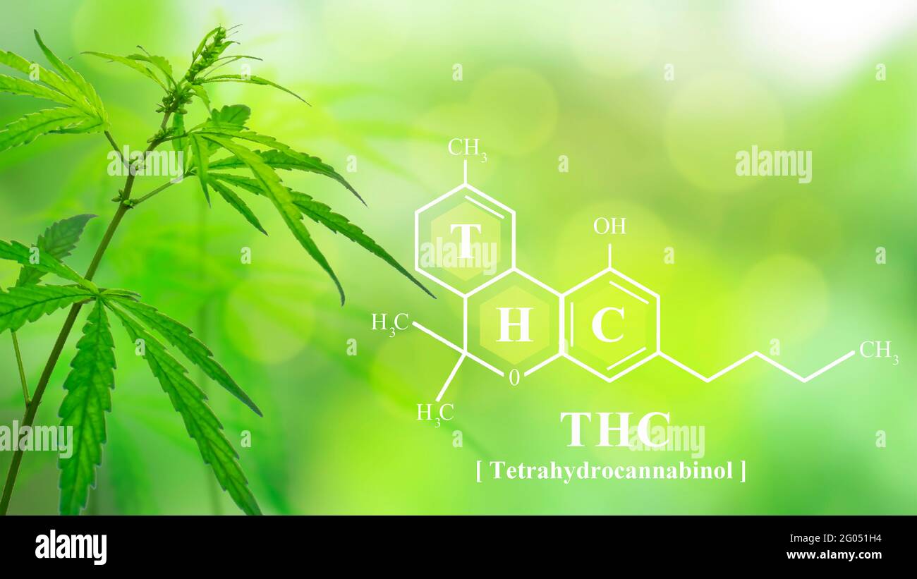 Papier peint cannabis. Formule chimique le tétrahydrocannabinol (THC) développe du cannabis et des produits de cannabis de première qualité à des fins médicales. Banque D'Images